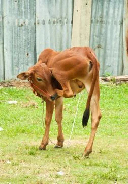 Scratch Stock Photos