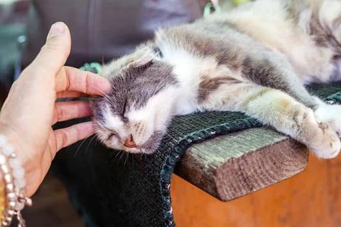 To scratch a tri-colored fold-eared cat on the head. Stock Photos