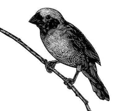 Scratchboard bird Stock Illustration