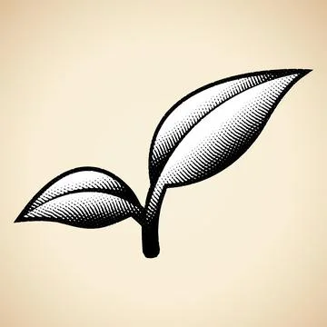 Scratchboard Engraved Leaf Branch with White Fill Stock Illustration