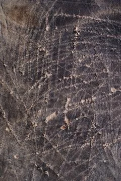 Scratched leather Fotos Stock
