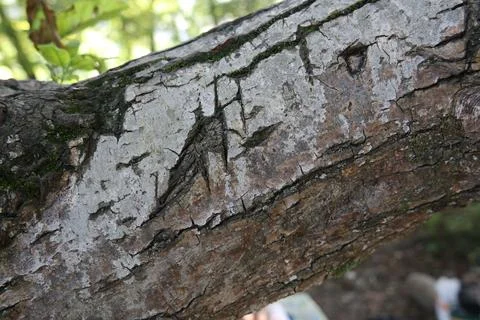 Scratched tree bark texture 写真素材
