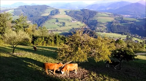 Scratching and eating alpine cows at the pasture. Stock Footage 66760293