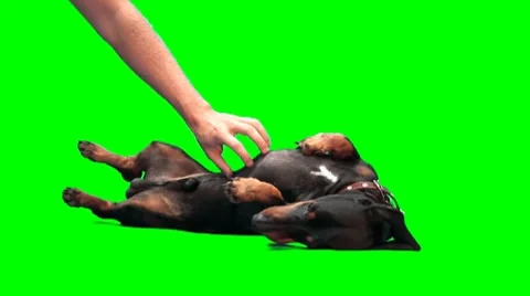 Scratching badger-dog Stock Footage 8519116