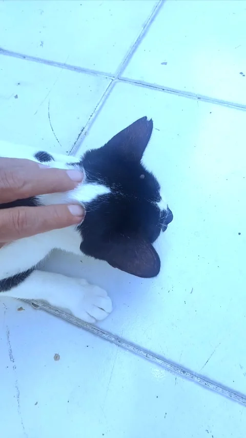 Scratching Cat Slowy Video stock 297074585