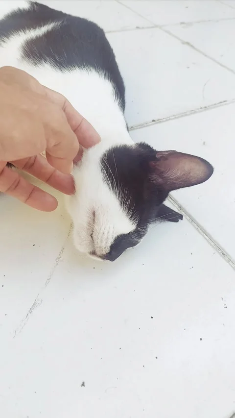 Scratching Cat's Neck Slowly Stock Footage 297075384