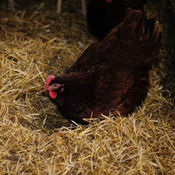 Scratching chicken Stock Photos