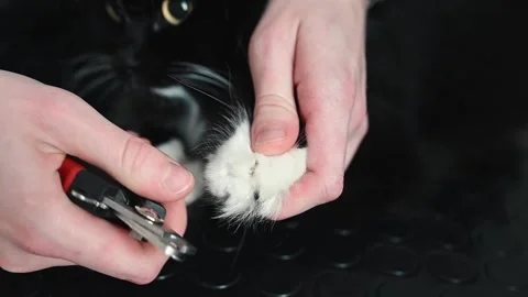 Scratching control protects household items, scratch deterrent reduces Stock Footage 305645918