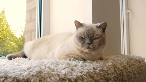 Scratching A Cute Cats Ears Stock Footage 105623723