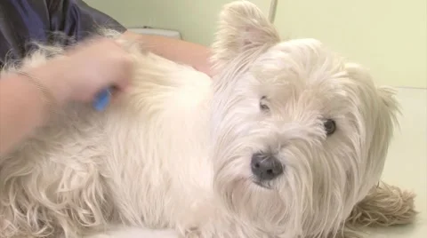 Scratching Dog's  Vídeo Stock 1062487