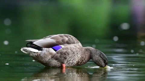 Scratching Duck Stock Footage 151938228