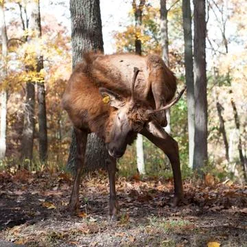 Scratching elk Stock Photos