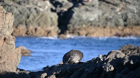 Scratching fur seal pup Stock Footage 109041790