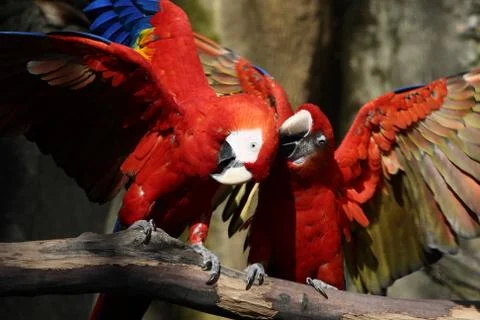 Scratching the head Stock Photos