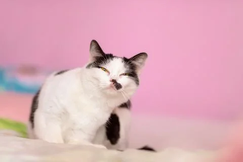 Scratching itself black and white cat on pink background, indoor shot, close Stock-Fotos