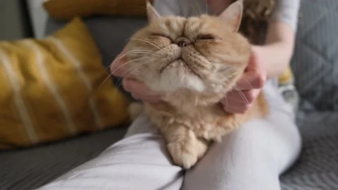 Scratching, petting and playing with fluffy cat Stock Footage 151734660