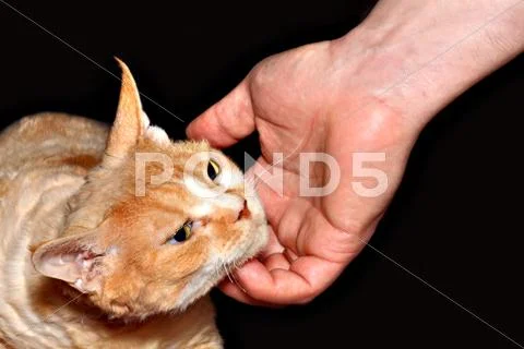Scratching Stock Photos