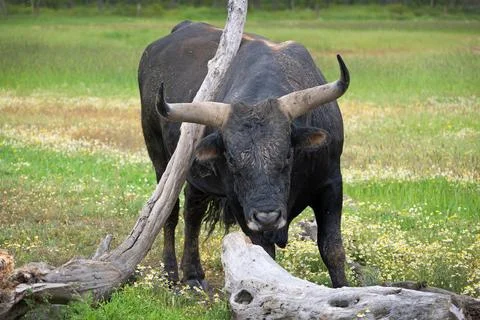 Scratching Stock Photos