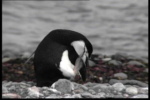Scratching pinguin 動画素材 69625