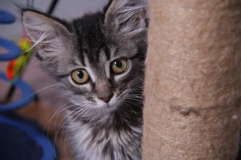 A scratching post and a kitten Stock Photos