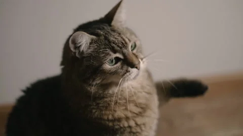 Scratching post. The cat scratches the s... | Stock Video | Pond5