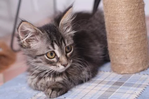 A scratching posts and a kitten Stock Photos