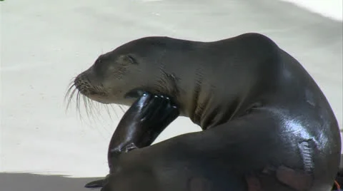 Scratching Sea Lion Pup T Stock Footage