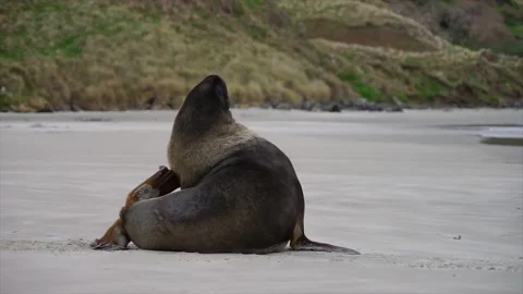 Scratching Sealion Dunedin Stock Footage 150115626
