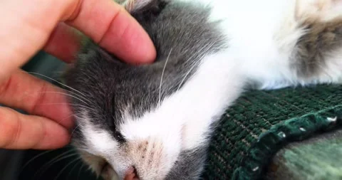 Scratching a tricolor fold-eared cat's ear with her hand. Cat therapy Stock Footage 337813031