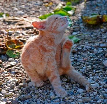 Scratchy Stock Photos