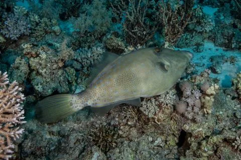 Scraweled Filefish - Aluterus scriptus Foto stock