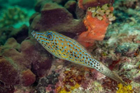 Scraweled Filefish - Aluterus scriptus Foto stock