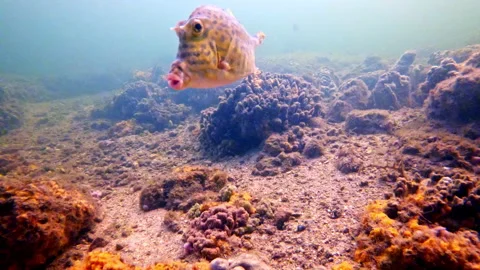 Scrawled Cowfish Fred Howard Park Tarpon Springs Florida, 4K Stock Footage 336628256