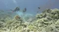 Scrawled file fish and divers HD Footage