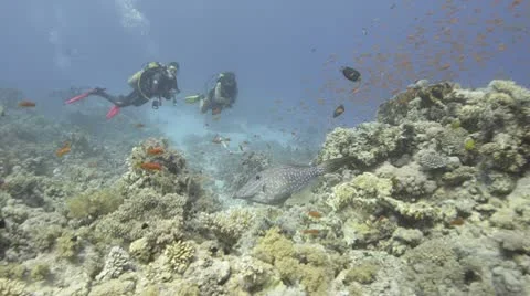 Scrawled file fish and divers Stock Footage 9366397