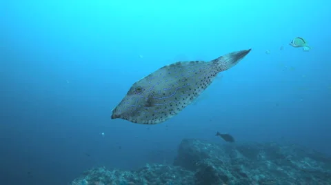 Scrawled File Fish Stock-Footage 3185336