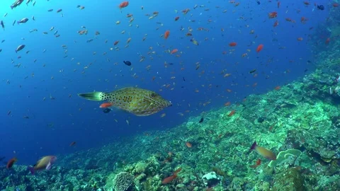 A Scrawled File Fish Swimming Video stock 81941651