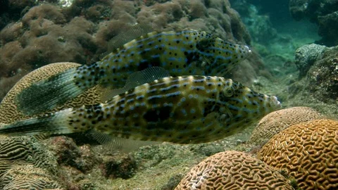 Scrawled Filefish- Aluterus scriptus (175) Stock Footage 93665452