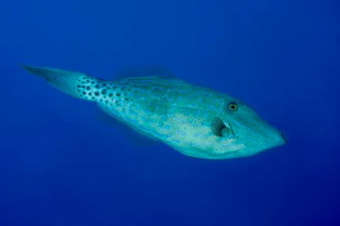 Scrawled Filefish Aluterus scriptus in the blue water Indian Ocean Maldives Asia Stock-Fotos