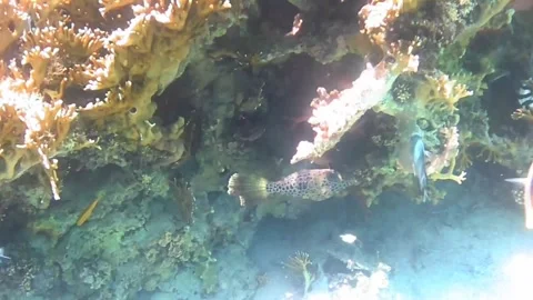 Scrawled Filefish (Aluterus scriptus) Camouflaged on a Coral Reef in the Red Sea Stock Footage 340328146