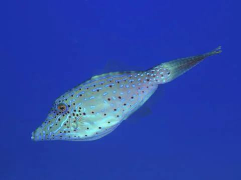 Scrawled filefish (Aluterus scriptus) with dotted pattern in blue ocean. Dive Stockfoto's