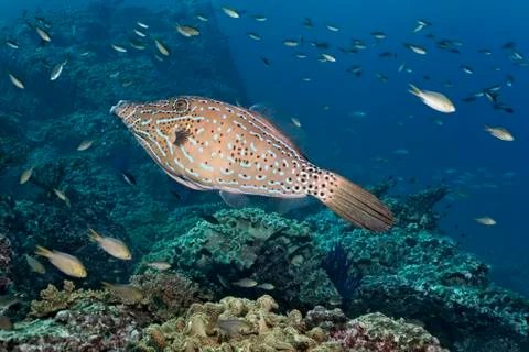 Scrawled filefish Aluterus scriptus floats over coral reef various Damselfish Stock-Fotos