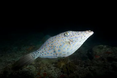 Scrawled Filefish Aluterus scriptus in the night Indian Ocean Maldives Asia Stock-Fotos