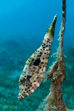 Scrawled Filefish Aluterus scriptus at a rope Red Sea Egypt Africa Stock-Fotos