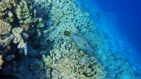 Scrawled Filefish (Aluterus scriptus) swim near coral reef. Amazing sea world Video stock 186669989