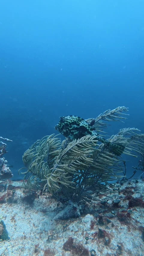 Scrawled filefish, aluterus scriptus, swimming over a coral reef 스톡 동영상 340349035