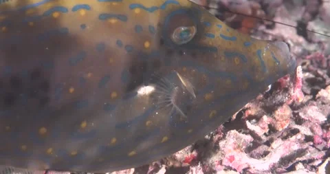 Scrawled Filefish, Close Up ClipC0073 Stock Footage 244133915