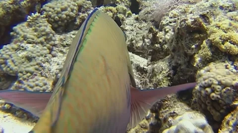 Scrawled filefish exploring Red Sea coral reefs in the afternoon Stock Footage 312487811