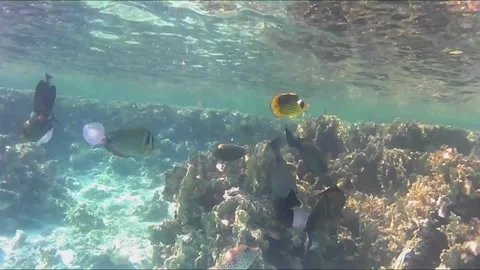  Scrawled Filefish Feeding on a Jellyfish Among Reef Fish Stockbeeldmateriaal 343729367
