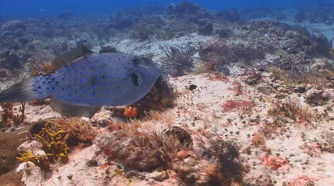 Scrawled Filefish Vídeo Stock 7741960
